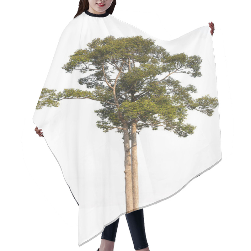 Personality  The Dipterocarpus Alatus Roxb Tree Isolate On White Background, High Resolution Image 45MP Hair Cutting Cape