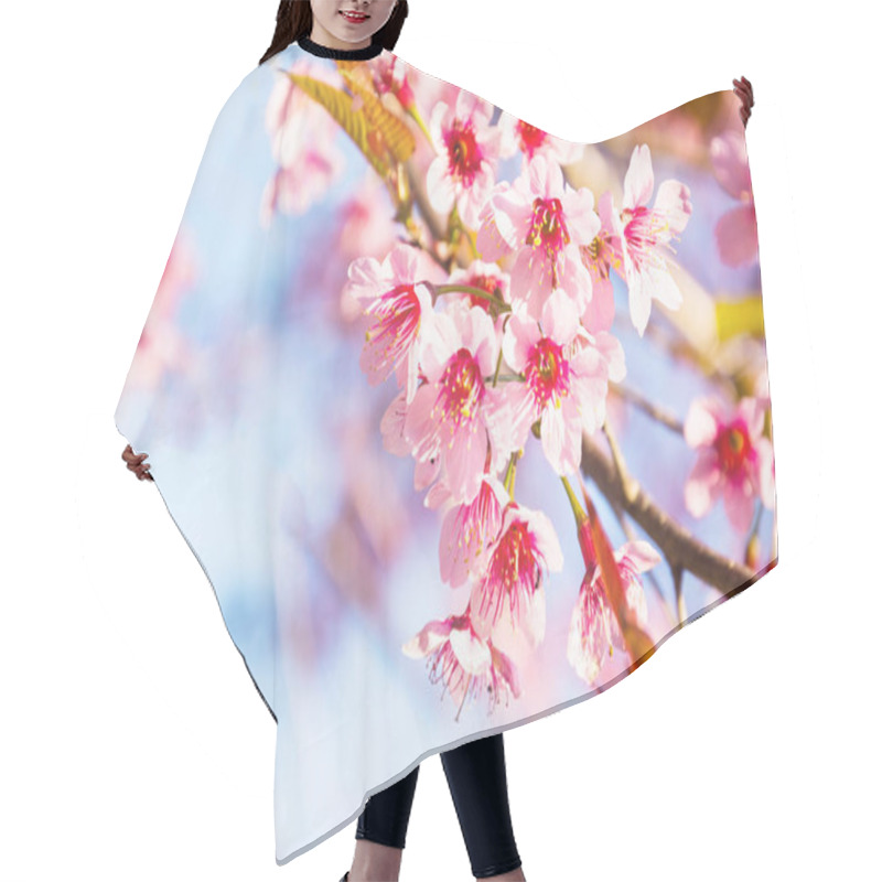 Personality  Sakura Thai Flower In The Nature With Blue Sky For Background Hair Cutting Cape