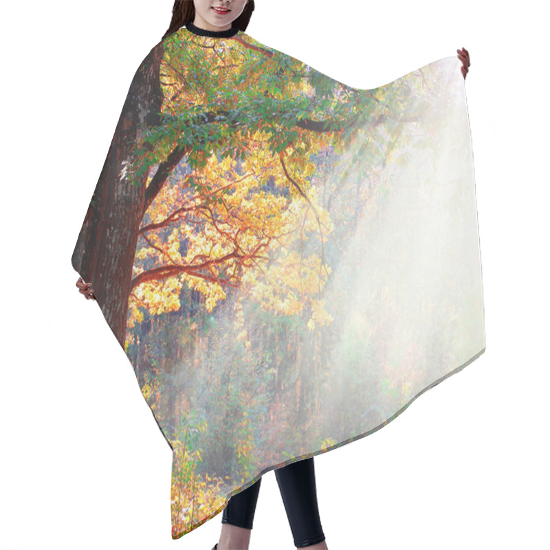 Personality  Autumn Sunbeams Between The Branches Of Trees Hair Cutting Cape