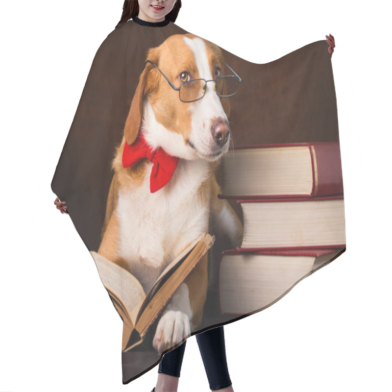 Personality  Cute Mixed Breed Dog Posing As An Intellectual Hair Cutting Cape