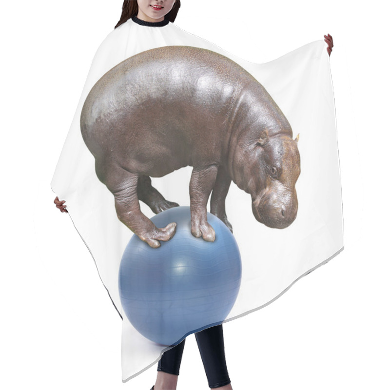 Personality  African Hippo Balancing On A Blue Ball. Hair Cutting Cape