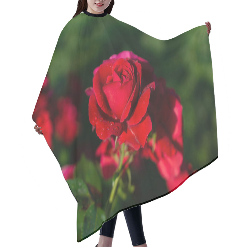 Personality  Beautiful Blooming Red,red Rose. Spring Flowering Decorative Roses. Hair Cutting Cape