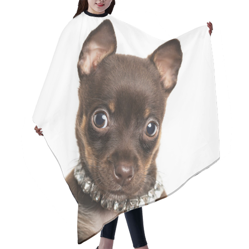 Personality  Cute Little Chihuahua Puppy Hair Cutting Cape