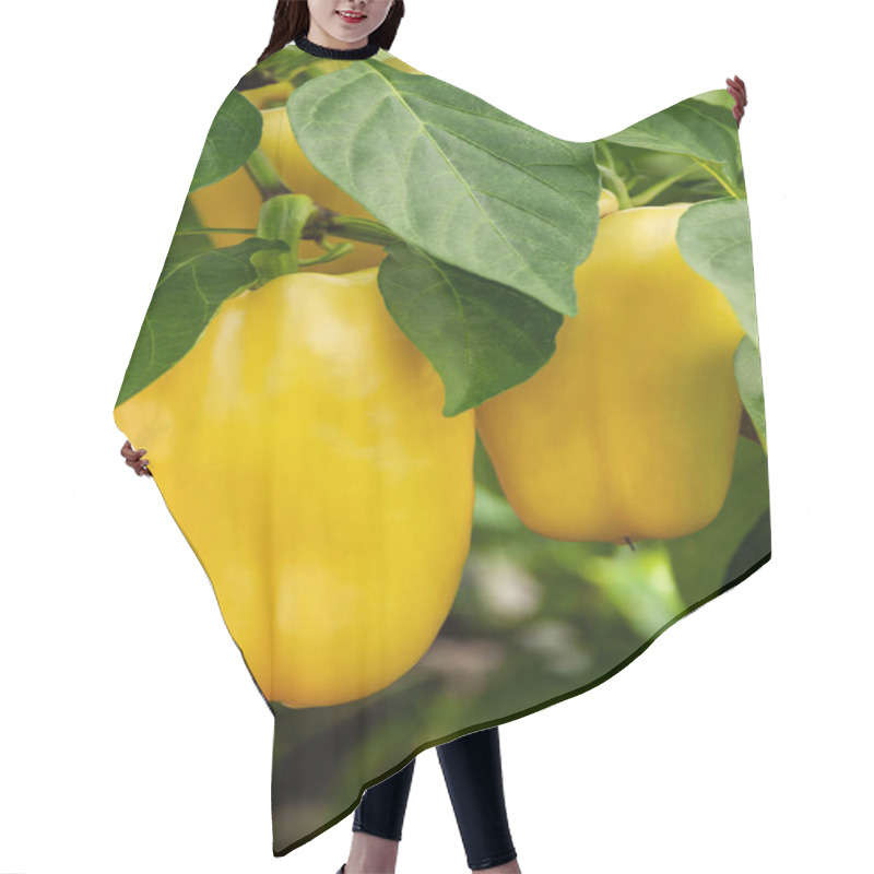 Personality  Yellow Bell Pepper Growing On A Bush In Saduu Hair Cutting Cape