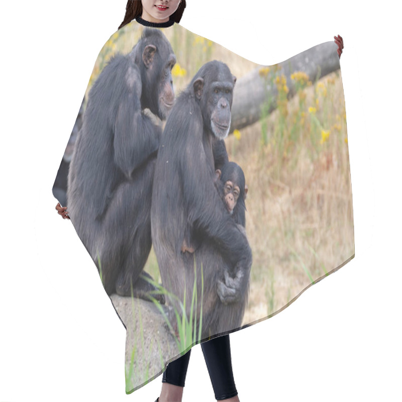 Personality  Black Chimpanzees Monkey Leaving In Safari Park Close Up Hair Cutting Cape