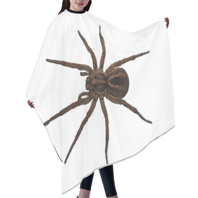 Personality  Wolf Spider Over Head View Hair Cutting Cape