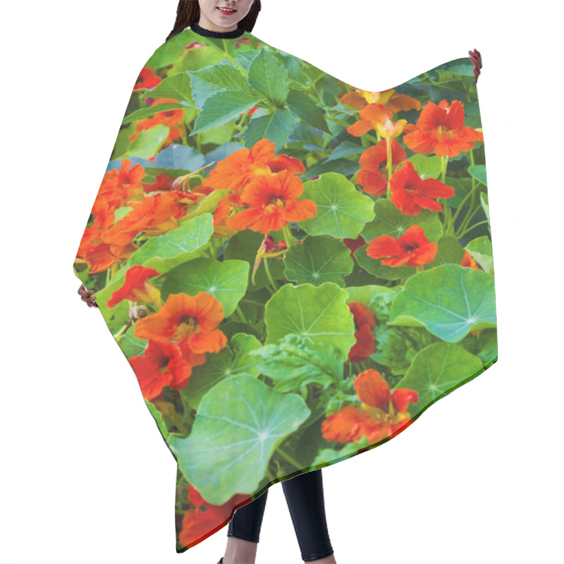 Personality  Nasturtium Fllowers In The Garden Hair Cutting Cape