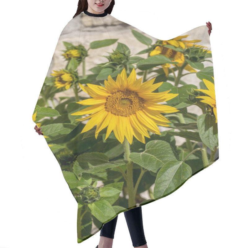 Personality  Blooming Sunflowers Against The Background Of A Limestone Wall Hair Cutting Cape