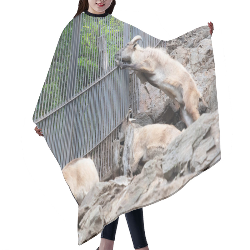 Personality  View Of Mountain Goats In The Prague Zoo, Friendly Animals Hair Cutting Cape