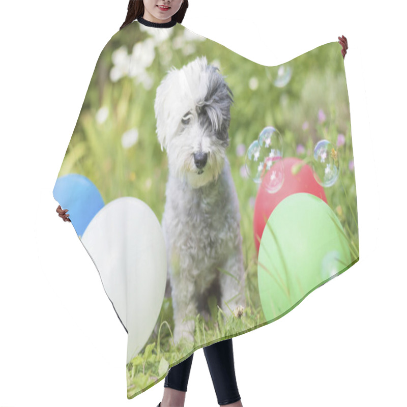 Personality  White Small Poodle Dog Celebrating His Birthday Party In A Blooming Garden  With Balloons And Soap Bubbles  Hair Cutting Cape