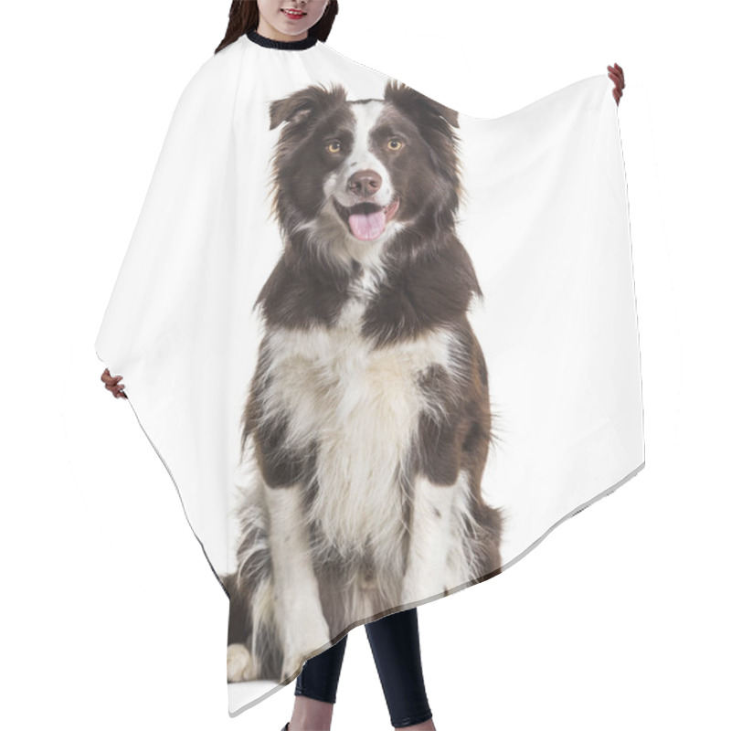 Personality  Border Collie Dog, 2 Years Old, Sitting Against White Background Hair Cutting Cape