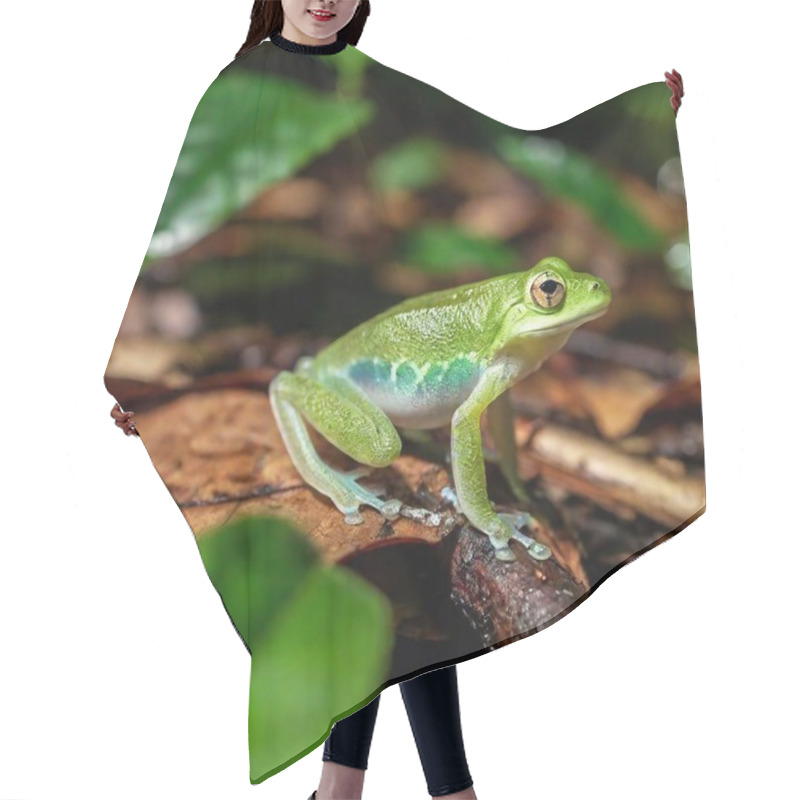 Personality  Macro Shot Of A Green Frog In A Misty Rainforest Setting Hair Cutting Cape