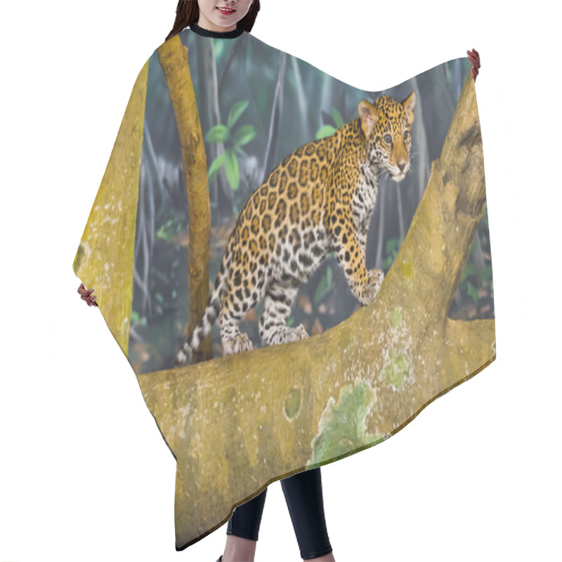 Personality  Jaguar Cubs Hair Cutting Cape