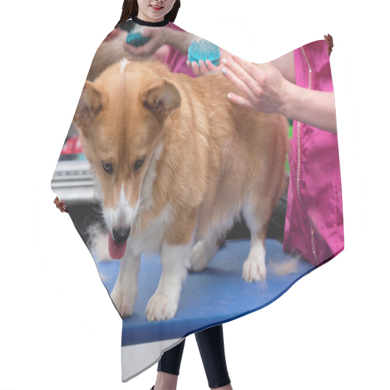 Personality  Welsh Corgi Express Molt. Womens Hands Use A Brush To Make An Express Molt To A Dog That Has A Coat Hair Cutting Cape