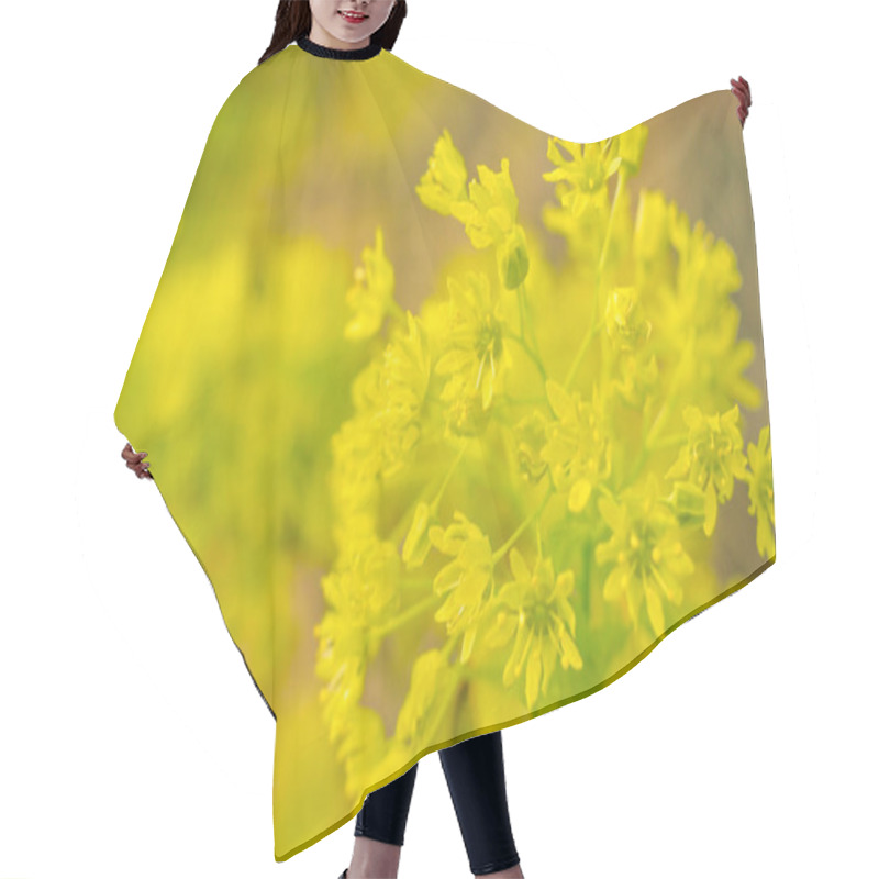 Personality  Abstract Blurred Floral Background. Full Blooming And First Leafs Of Forest Tree. Spring, Feast, Celebration And Beautiful Flower Decoration Concept. Closeup With Soft Selective Focus Hair Cutting Cape