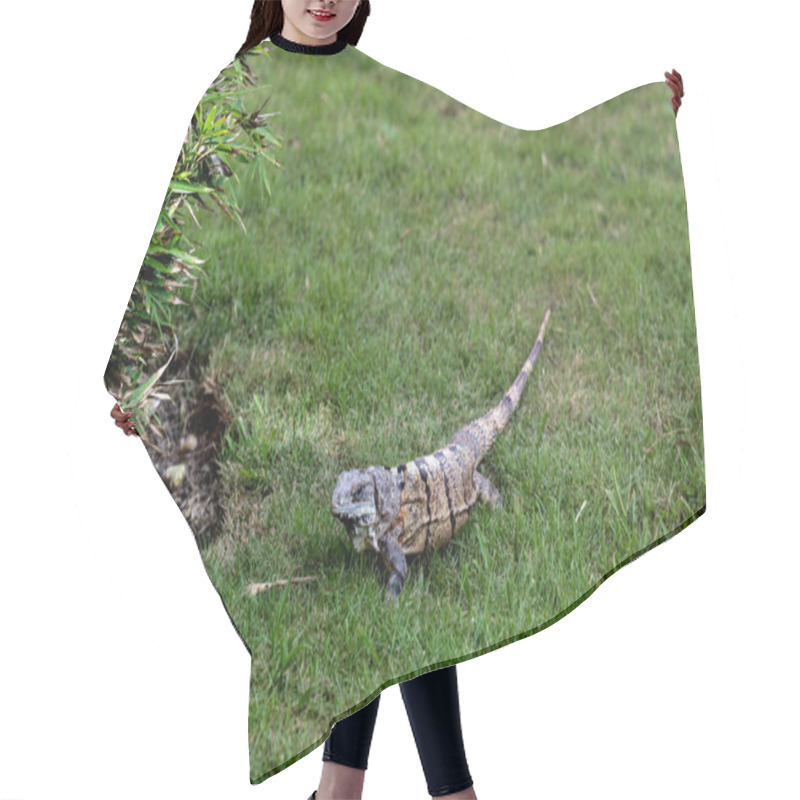 Personality  A Green Iguana Lies Gracefully In A Lush Setting, Showcasing Nature's Perfect Camouflage. Hair Cutting Cape