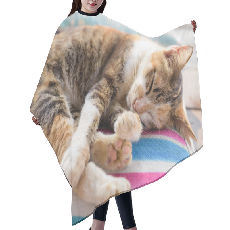 Personality  Cute Calico Cat Sleeping On The Cushion Hair Cutting Cape