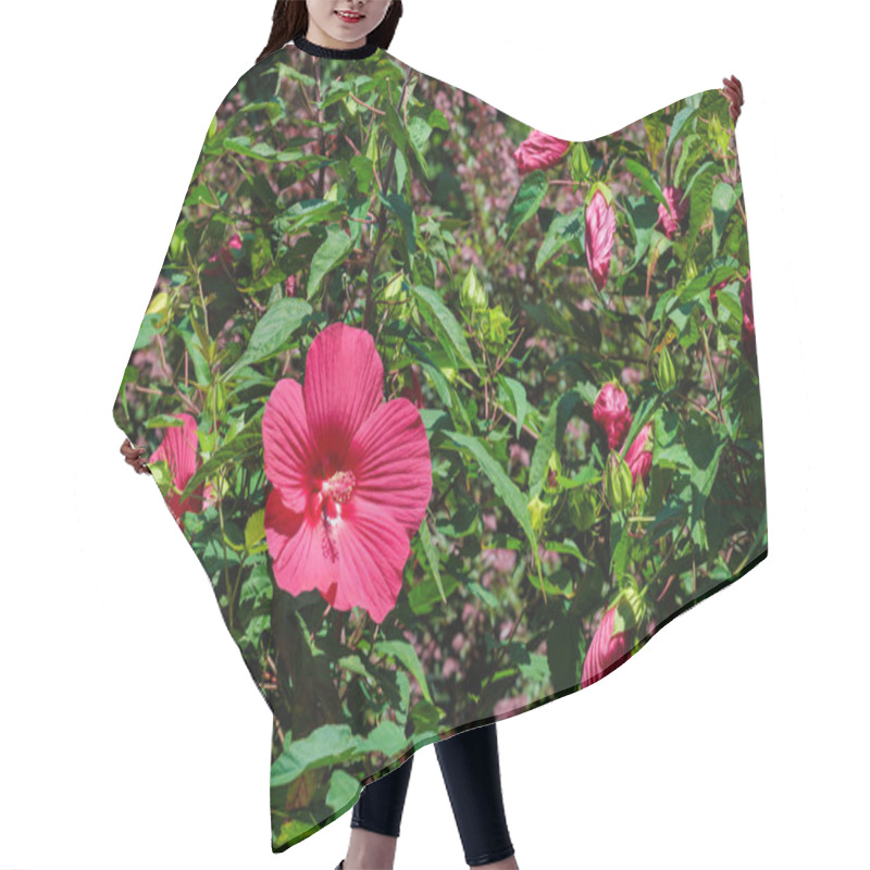 Personality  Red Hibiscus Moscheutos Flowers Blooming In Summer In The Garden. Hair Cutting Cape