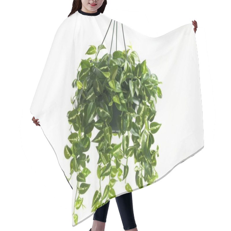 Personality  A Lush Green Hanging Plant With Cascading Vines, Creating A Vibrant And Fresh Atmosphere. Hair Cutting Cape