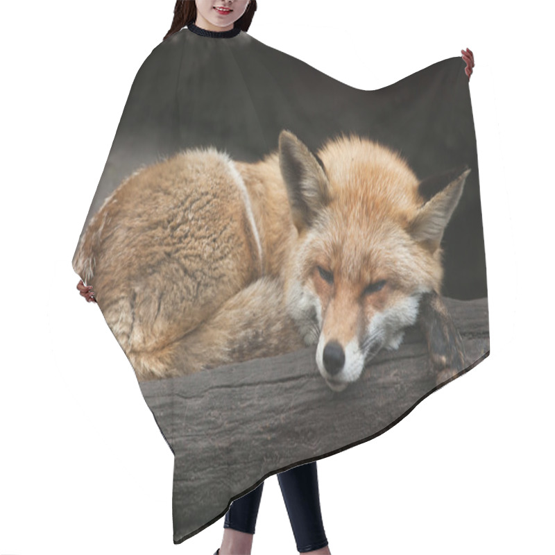 Personality  Red Fox (Vulpes Vulpes).  Hair Cutting Cape