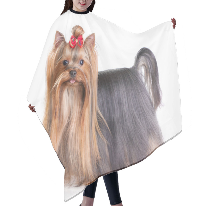 Personality  Yorkshire Terrier Hair Cutting Cape