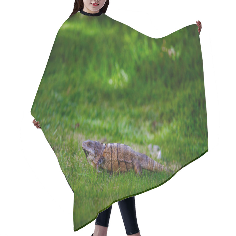 Personality  A Green Iguana Lies Gracefully In A Lush Setting, Showcasing Nature's Perfect Camouflage. Hair Cutting Cape