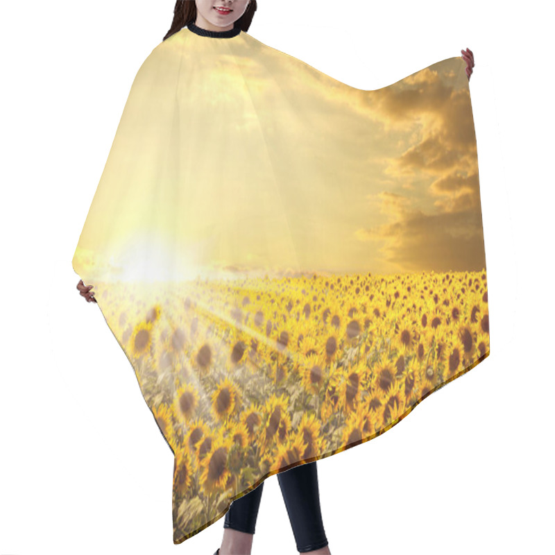 Personality  Landscape Of Sunflower Field At Sunset With Sunbeams Among The Yellow Flowers, Pictorial Poster Hair Cutting Cape