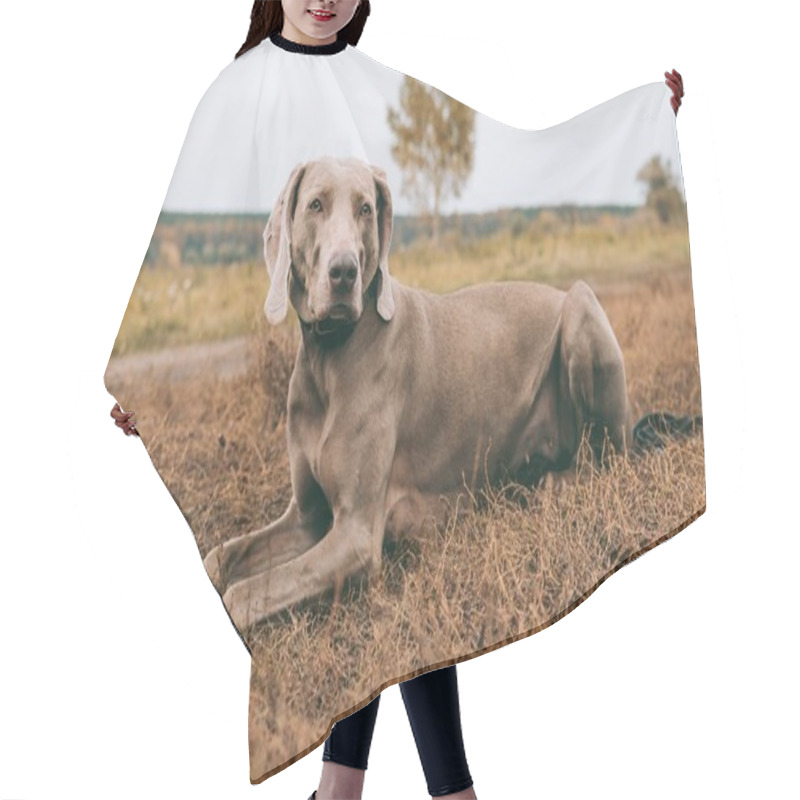 Personality  Hunting Dog   Hair Cutting Cape