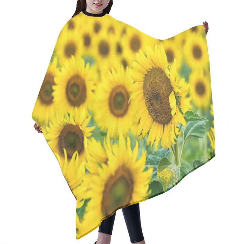 Personality  A Sunflower Field Captured In Perfect Detail, Highlighting The Brightness And Vivid Colors Of Each Blooming Flower Hair Cutting Cape