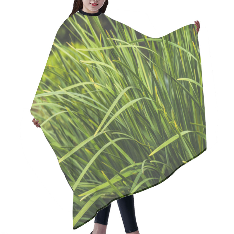 Personality  Close-up Shot Of Green Grass On Forest Meadow Hair Cutting Cape