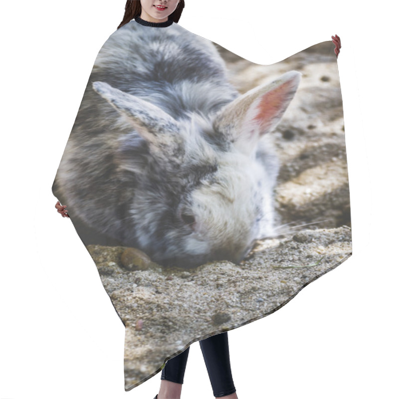 Personality  Rabbit In Zoo Hair Cutting Cape