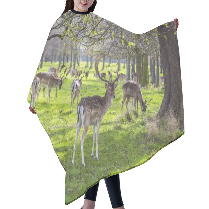 Personality  Deer Spotted In Phoenix Park, Dublin Hair Cutting Cape