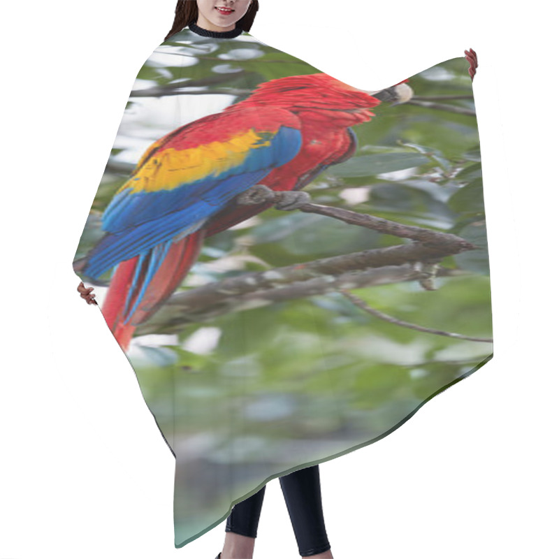 Personality  Vertical Photo Of Big Amazonian Parrot, Red And Yellow Scarlet Macaw, Ara Macao, Perched On Branch In Natural Environment Of Rainforest. Wildlife Photography. Costa Rica. Central America. Hair Cutting Cape