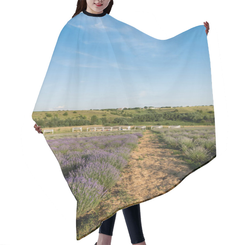 Personality  Rows Of Flowering Lavender On Farmland In Plant Nursery Hair Cutting Cape