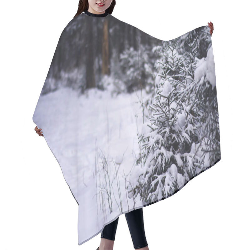 Personality  Winter Snowy Frosty Landscape. The Forest Is Covered Snow. Frost And Fog In The Park. Hair Cutting Cape