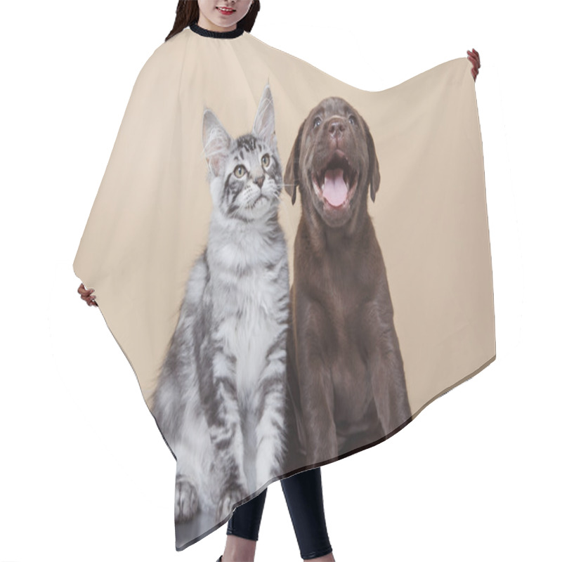 Personality  Labrador Puppy And Kitten Breeds Maine Coon Hair Cutting Cape