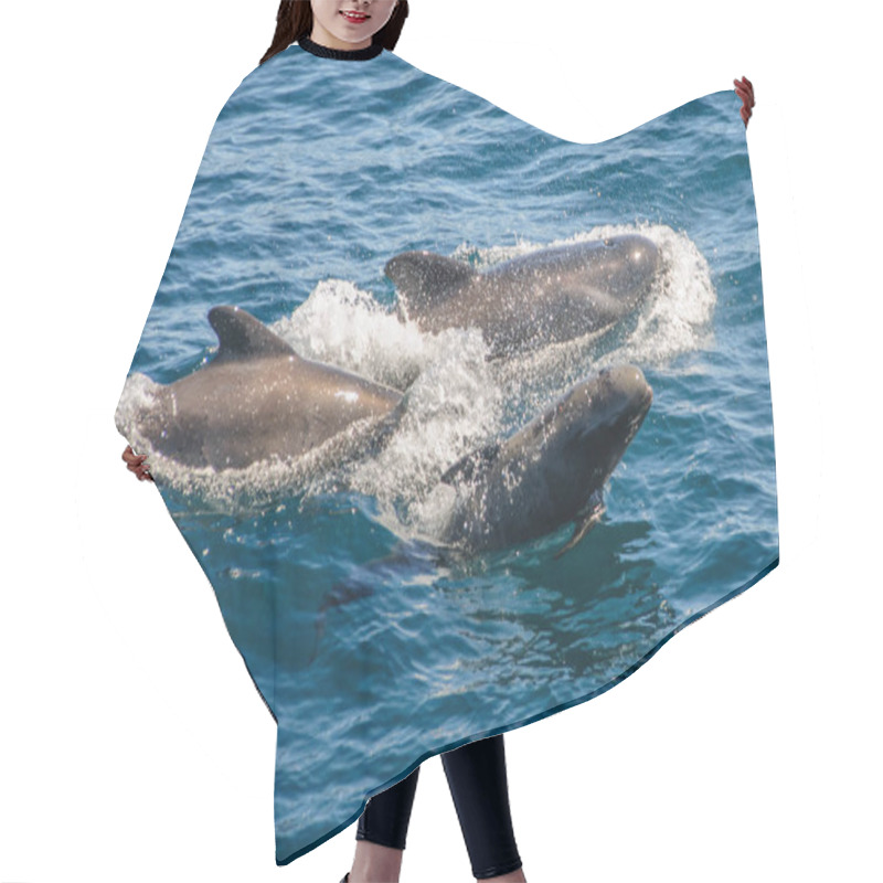 Personality  Long-finned Pilot Whales Hair Cutting Cape