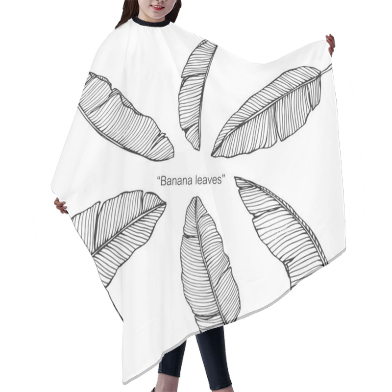 Personality  Banana Leaves Drawing. Drawing And Sketch With Black And White Line-art. Hair Cutting Cape