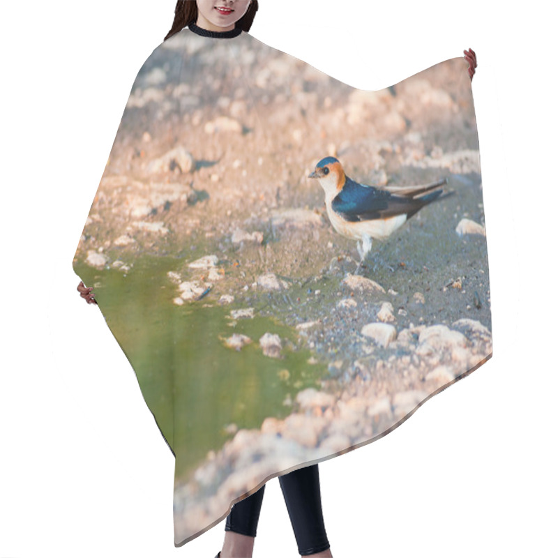 Personality  Red-rumped Swallow Hair Cutting Cape