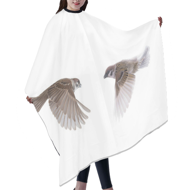 Personality  Two Flying Sparrow Long Exposure Isolated On White Background Hair Cutting Cape