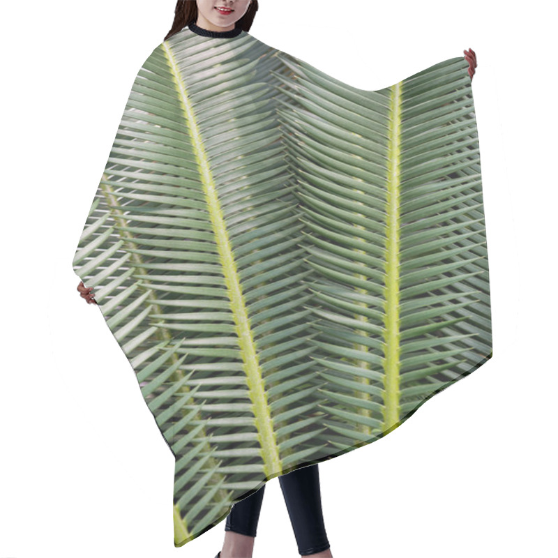 Personality  Full Frame Image Of Palm Green Leaves Background  Hair Cutting Cape