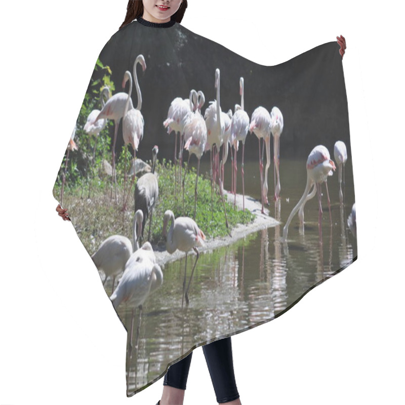 Personality  The Rose Flamingos On The River .  Hair Cutting Cape