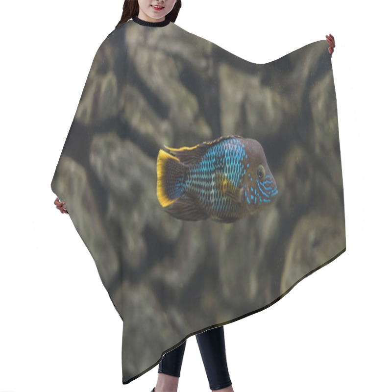 Personality  Acara. Turquoise Acara In The Aquarium Hair Cutting Cape