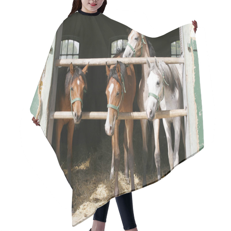 Personality  Thoroughbred Young Horses Looking Over Wooden Barn Door In Stabl Hair Cutting Cape