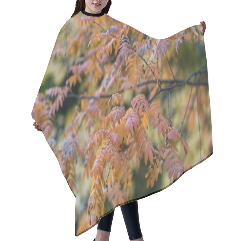 Personality  The Delicate Details Of Orange-tinged Leaves On A Branch, Set Against A Blurred Backdrop Of Autumnal Foliage, A Harmonious Dance Of Fall's Fiery Hues. Hair Cutting Cape