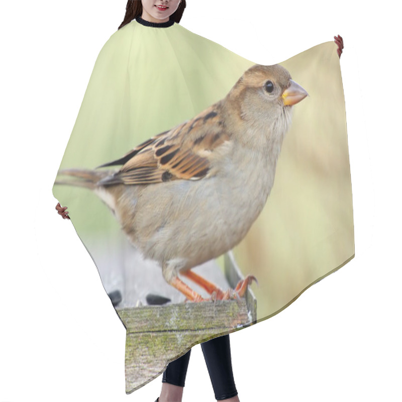 Personality  Female Sparrow Hair Cutting Cape