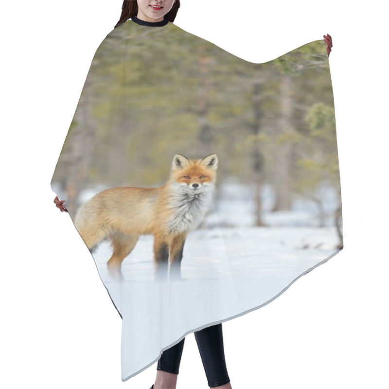 Personality  Red Fox On Snow In Winter Hair Cutting Cape