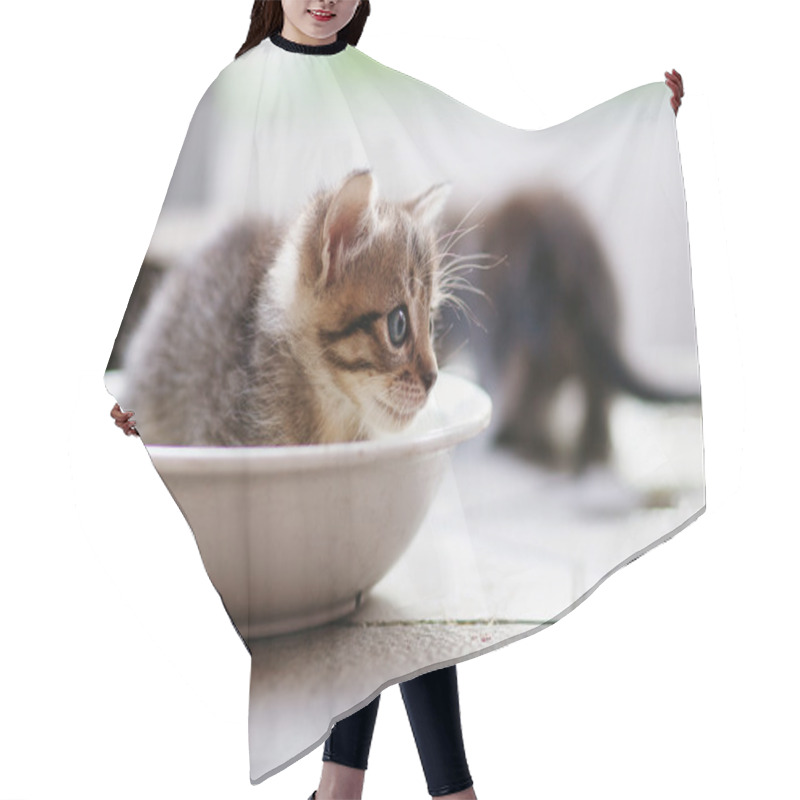 Personality  Funny Kitten Sittings Hair Cutting Cape