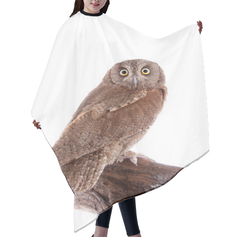 Personality  The European Scops Owl On White Hair Cutting Cape