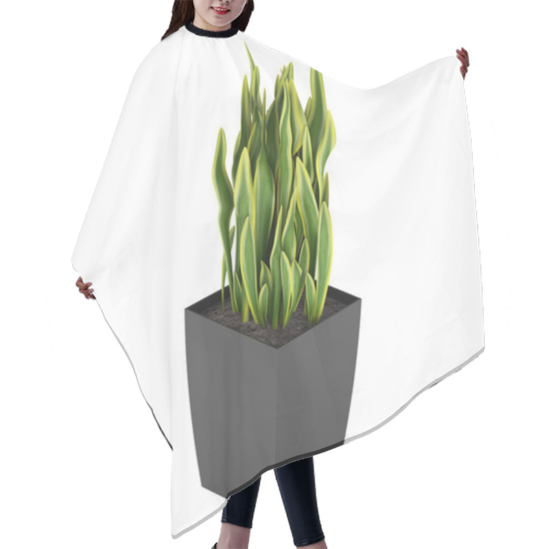 Personality  Sansevieria Trifasciata, The Snake Plant Hair Cutting Cape